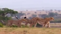 风景,影视原声,音乐短片,轻音乐 - 野性纽西兰 第二集