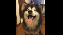 狗狗合集!哈哈哈这节奏准的,没谁了!