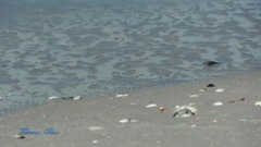 Richard Clayderman - La Mer (Beyond The Sea)