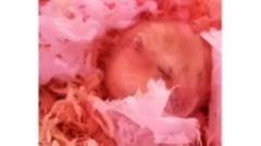 [布丁宝宝]今天不再逃跑很乖很乖哦,还会自己整理窝