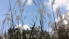 轻音乐 - 诗歌-无题