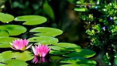 睡莲--桑吉平措