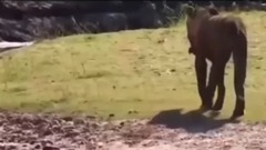 鳄鱼复仇者的狮子