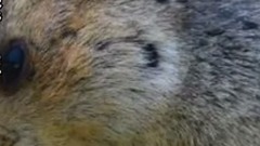 妹子养了一只土拨鼠当宠物,没想到半夜却偷偷把主人的衣服偷走了