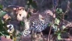 花豹VS岩蟒,谁输谁赢?