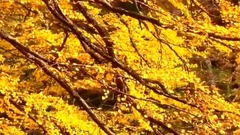 You Color My World (Beautiful Love Song)