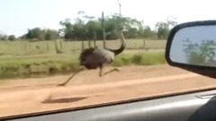 Dieses tierische Wettrennen ist der Hammer