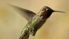 <空中生灵>第三集 拥挤的天空