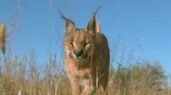 <空中生灵>第一集 挑战重力