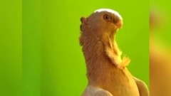 10 Razas Increíbles de Palomas en el Mundo