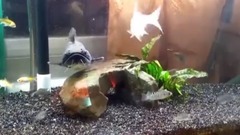 超厉害 鲶鱼秒吞锦鲤和白鸽 Catfish strolling through carp and pigeons