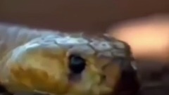 غرير العسل يطارد أفعى إلى قمة الشجرة وفي الاخير ينال منها