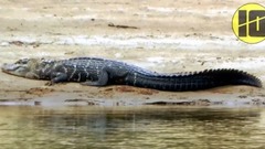 【世界十大】动物 - 亚马逊河流中最恐怖的十种生物 看完汗毛倒立 中文字幕cc - 世界十大 Nung TV