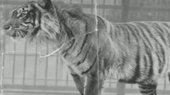 已灭绝的动物的最后影像照片