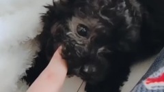 金泰妍的小狗狗Zero的日常2