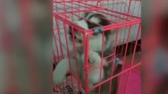 哈士奇这智商……基本就靠别自行车了