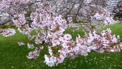 新西兰~奥克兰 美景合集