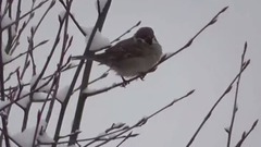 Merry Christmas from the Bavarian Winter Forest