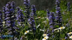 So close to you... - Francis Goya & Damian Luca