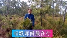  - 云南山歌：十月甘蔗节节甜