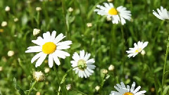 Eldar Mansurov - Give Me Life