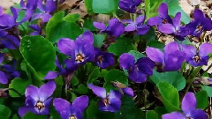 Le Berceau De La Vie