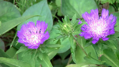 Kenny G - The Moon Represents My Heart