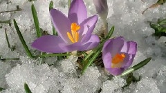 Lultima Beve Di Primavera