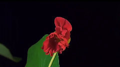 Честита пролет - For You