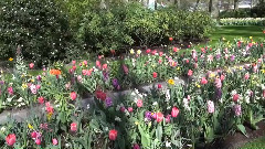 天空的超越Sky's Beyond(库肯霍夫公园)