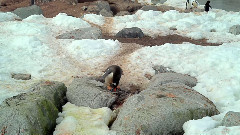 南极的白色和蓝色狂想曲