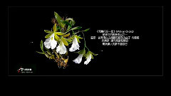 和兰花在一起 (With An Orchid.)