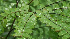 Concerto De Aranjuez