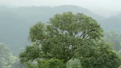 Before I Go Wonderful Chill Out Music - Jungles