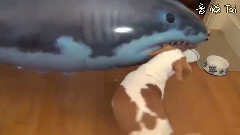 Detonation Of Wang Xing Surrendering Control Sharks