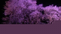 Night Of Celebration