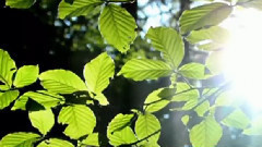 Dans La Foret Enchantee