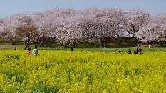 油菜花田和樱花盛开景象如此迷人