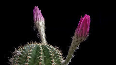 Highland(花朵盛开)