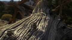 Watch Over My Dreams