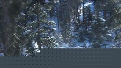 The First Snowflakes