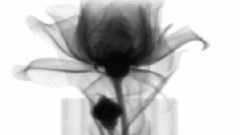 张学友 - 你好毒