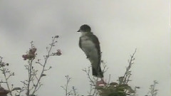 相见时难别亦难