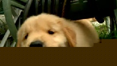 Golden Retriever Puppies