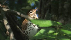 Emotional Relaxing Music