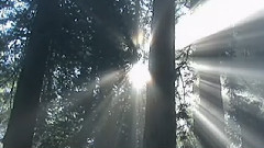 Les Reflets Du Silence