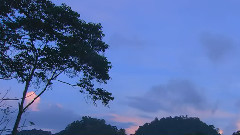 大自然风光之梦幻森林