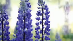 Bernward Koch - Song Of A Young Tree