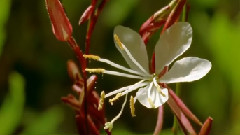 大自然风光之怒放的花朵