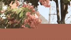 Conversa De Botas Batidas